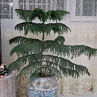 گل همراه گلدان
