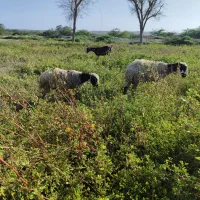 بره محلی تم تم