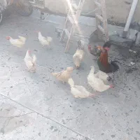 مرغ تخمگذار