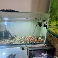 سه عدد اکواریوم|ماهی|اصفهان, کوی سپاهان|دیوار