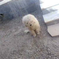 فروش سگ خونگی|سگ|فردوس (خراسان), |دیوار