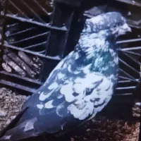 یگ عدد کبوتر گم شده|پرنده|آستارا, |دیوار