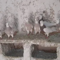 کبوترطوق اجری|پرنده|کنگاور, |دیوار