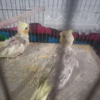 طوطی عروس هلندی|پرنده|خمینی‌شهر, |دیوار