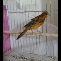 فروش قناری نر سوخته دارچینی آماده آماده