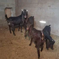 ۲راس سالار بز کهره دار.|حیوانات مزرعه|مرودشت, تخت جمشید|دیوار