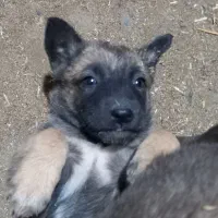 توله مالینیوز|سگ|فشم, |دیوار