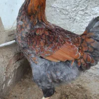 فروش تک خروس زینتی ویاندوت رنگ بلورد