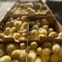 جوجه گوشتی نژاد راس وزن گیری بالا تسویه در محل شما|حیوانات مزرعه|زابل, |دیوار