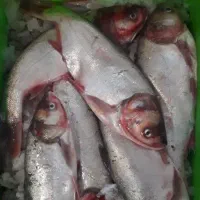 ماهی تازه صید روز|ماهی|اهر, |دیوار