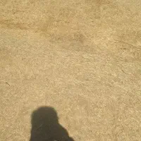 کاه .کاه گندم .در دیواندره