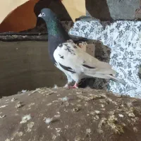 کفتر رنگه|پرنده|تربت جام, میرقوام الدین|دیوار