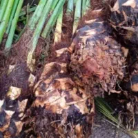 نخل پیارم اماده کاشتن ۱۵۰تاعدد ارسال به سراسر کشور|خدمات باغبانی و درختکاری|جهرم, |دیوار