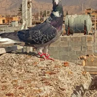 کفتر دمسفید پلاکی کاکلی هوای