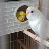 مرغ عشق جفت