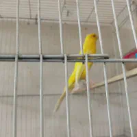 قناری کشیده بلند