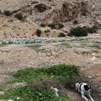 زنبور فروشی