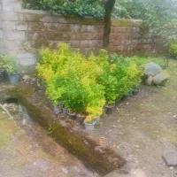 حراج گل وگیاه شفلر، باس هلندی و