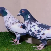 حیون عروسک|پرنده|زاهدان, |دیوار