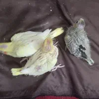 جوجه عروس هلندی