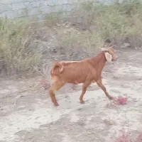 بزغاله نر|حیوانات مزرعه|چهاربرج, |دیوار