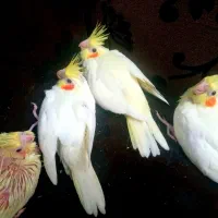 ۸عددجوجه سرلاکی ودون خوربزرگ شده با بهترین شرایط|پرنده|آمل, |دیوار