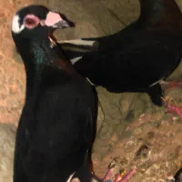 چنتا پرشی نر