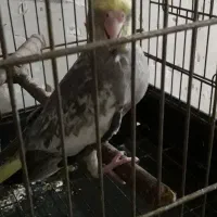 جوجه عروس سرلاکی