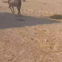 اسب|اسب و تجهیزات اسبسواری|گتوند, |دیوار