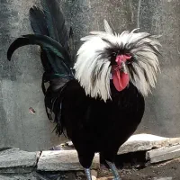 خروس محلی.مرغ لاری گلین واردک خارجی لهستانی|حیوانات مزرعه|نشتارود, |دیوار