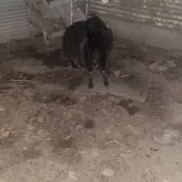 بره نر افشاری جوان