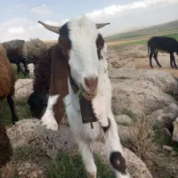 بزغاله ماده افقان