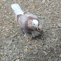 کبوتراهمگی دونه ای150|پرنده|بلوک, |دیوار