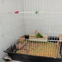 کوتوله برزیلی