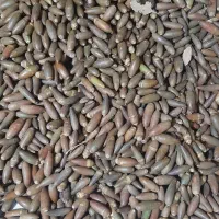 بلوط|خوردنی و آشامیدنی|تهران, زنجان جنوبی|دیوار