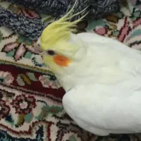 پرنده