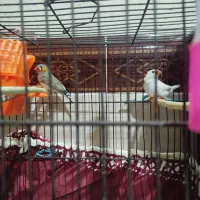 فنچ|پرنده|قرچک, صالح آباد|دیوار