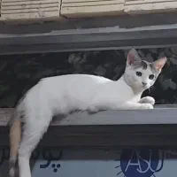 گربه