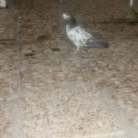 جوجه پاکستانی باخت دادم|پرنده|ایذه, |دیوار