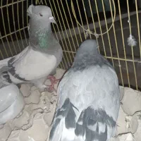 ماده اصفانی|پرنده|اصفهان, اندوان|دیوار