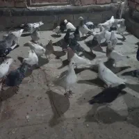 کبوتر بوم ۴۰ تای