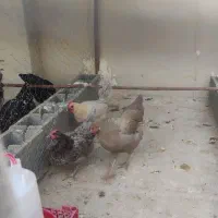 مرغ آمرکانا و فیومی(براکل)|حیوانات مزرعه|فراشبند, |دیوار