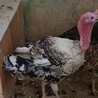 فروش بوقلمون