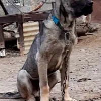 واگذاری توله 5ماهه