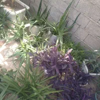 گل طبیعی خانگی|گل و گیاه طبیعی|پارس‌آباد, |دیوار