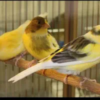 پرورشگاه قناری