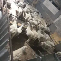 اجاره دامداری|اجارهٔ دفتر صنعتی، کشاورزی، تجاری|احمدی, |دیوار