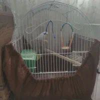 یک جفت مرغ عشق