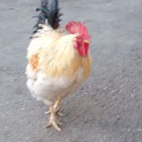 فروش حیوانات وخروس|حیوانات مزرعه|موچش, |دیوار