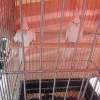 تعدادی عروس هلندی به فروش میرسد